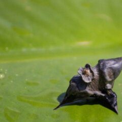 Decisive action removes invasive aquatic plant, parrot feather, in eastern Ontario 