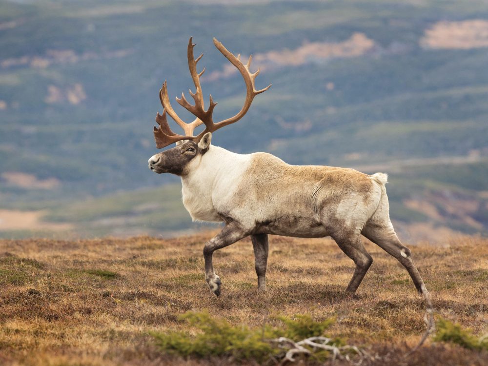 Caribou.