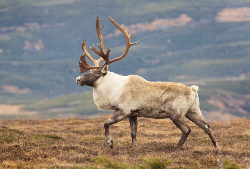 Caribou.