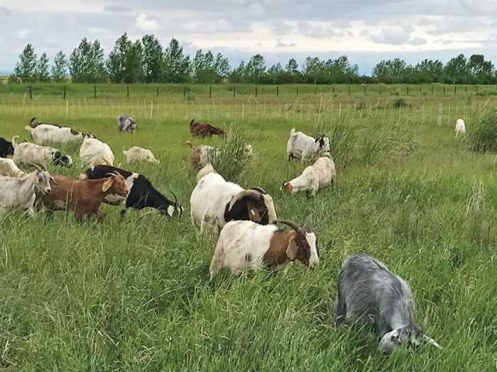 Le bétail est un allié naturel sur le territoire. Des chèvres broutent les mauvaises herbes nocives comme l’euphorbe ésule.
