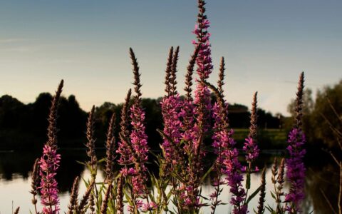 Quand la beauté a rendez-vous avec la bête