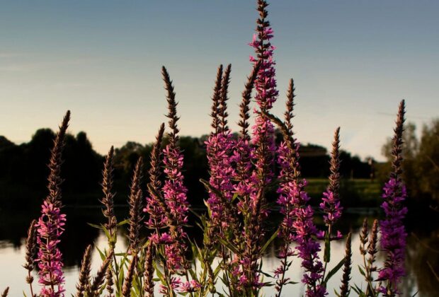 Quand la beauté a rendez-vous avec la bête