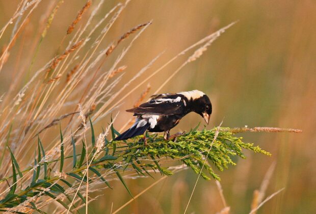 La prairie, paradis du goglu des prés