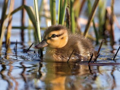 En pleine nature: Brendan Kelly, photographe de la faune