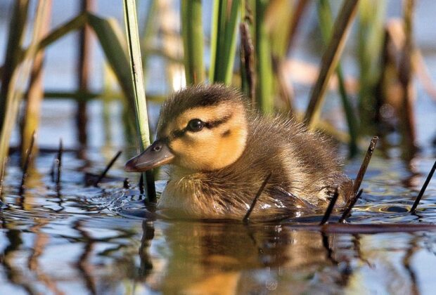 En pleine nature: Brendan Kelly, photographe de la faune