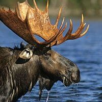 FAUNE