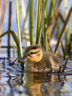 Faites partie de Canards Illimités