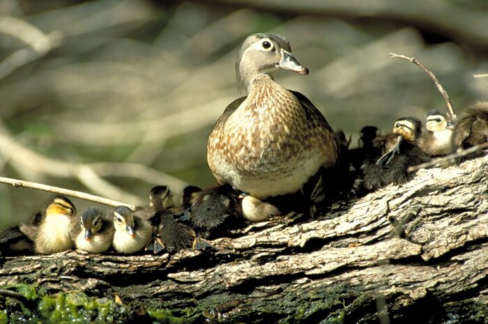 Femelle canard des bois avec des canetons. 