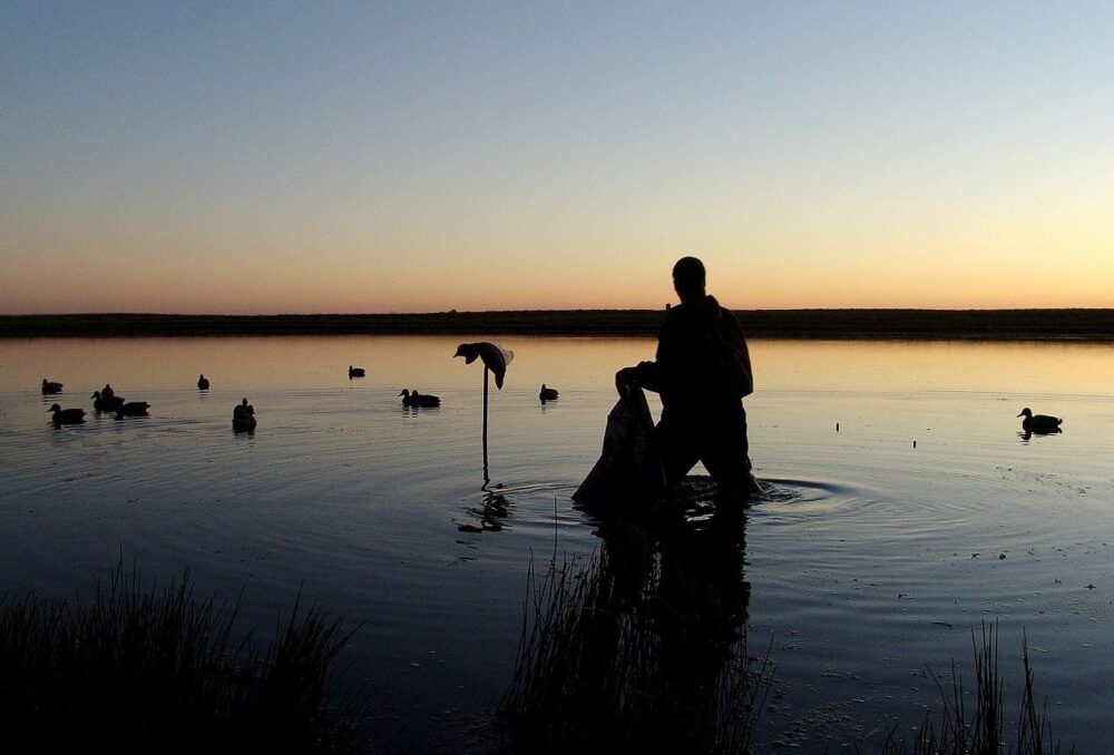 Chasseur plaçant des leurres dans un milieu humide à l'aube.