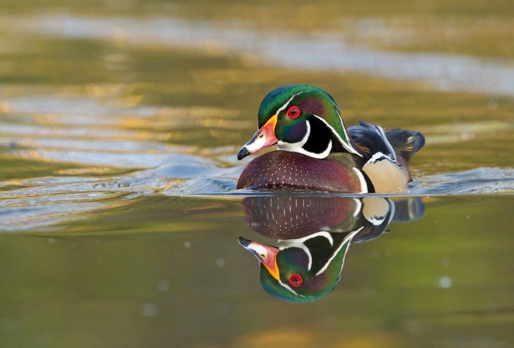 Un canard des bois nageant dans un milieu humide.