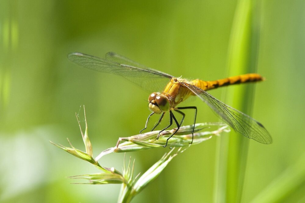 Les populations de libellules nous apprennent effectivement qu’il y a un problème. Parmi les 6 016 espèces de libellules et de demoiselles dans le monde, 16 % risquent l’extinction.