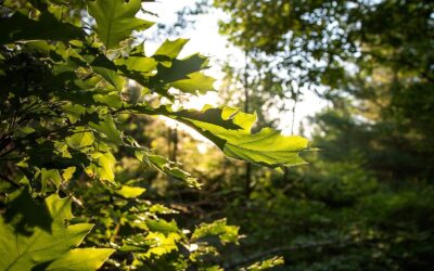 Protéger les collines les plus naturelles d’Ottawa