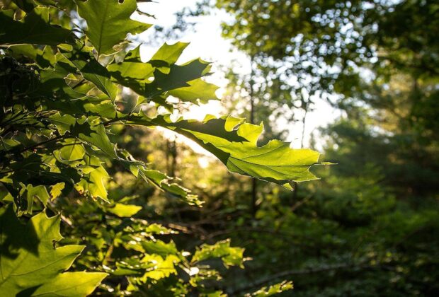 Protéger les collines les plus naturelles d’Ottawa