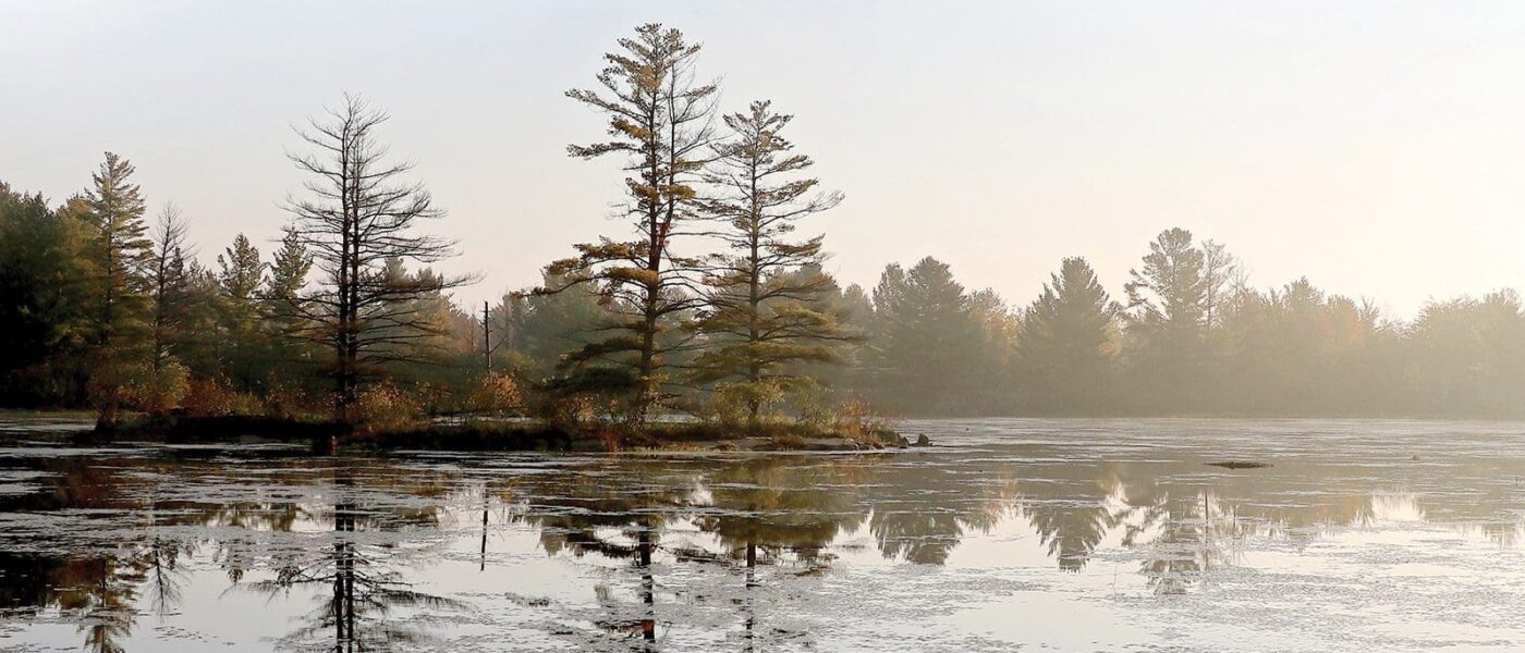 La diversité de l’habitat dans les milieux humides et la forêt attirent la faune et les randonneurs.