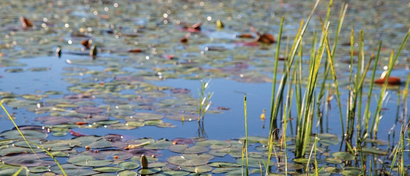 Les habitats des collines de Carp.