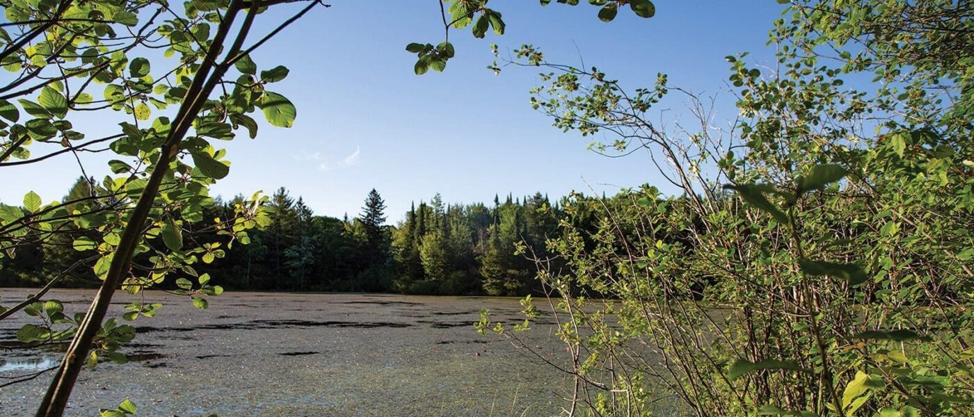 Les habitats des collines de Carp comprennent des milieux humides qui déversent de l’eau propre dans la rivière Carp grâce aux cours d’eau de surface et aux aquifères souterrains.