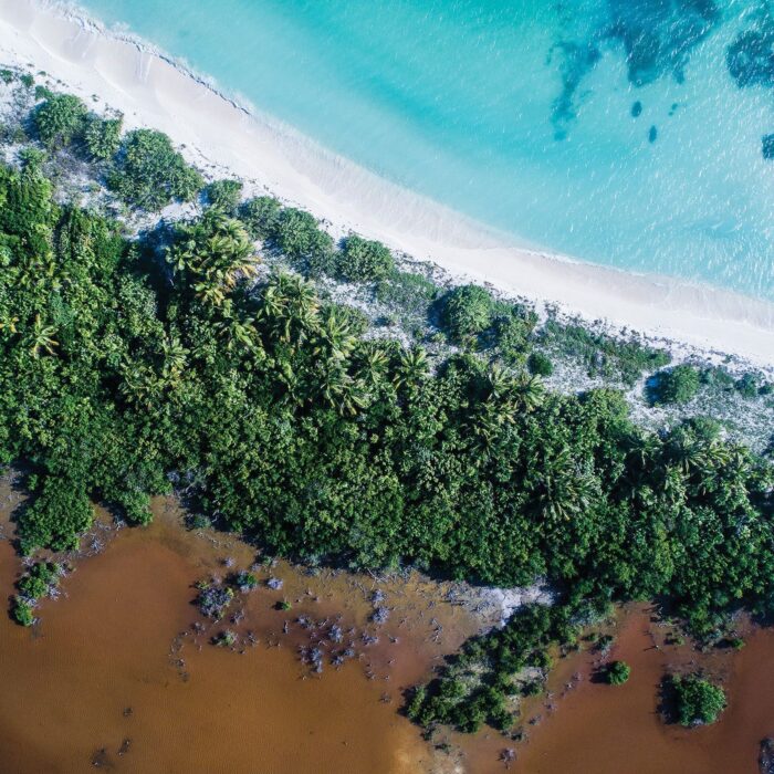 Les marécages de la mangrove du littoral du Mexique sont des havres de paix pour les oiseaux migrateurs; or, ils sont de plus en plus menacés par la crevetticulture intensive.