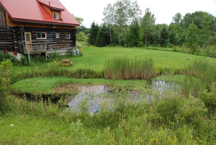 L'étang du propriétaire envahi par la plante invasive, la plume de perroquet.