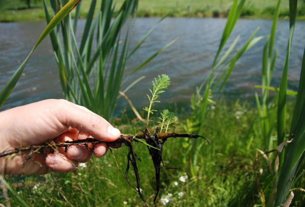 Myriophylle aquatique (Myriophyllum aquaticum), une plante aquatique envahissante.