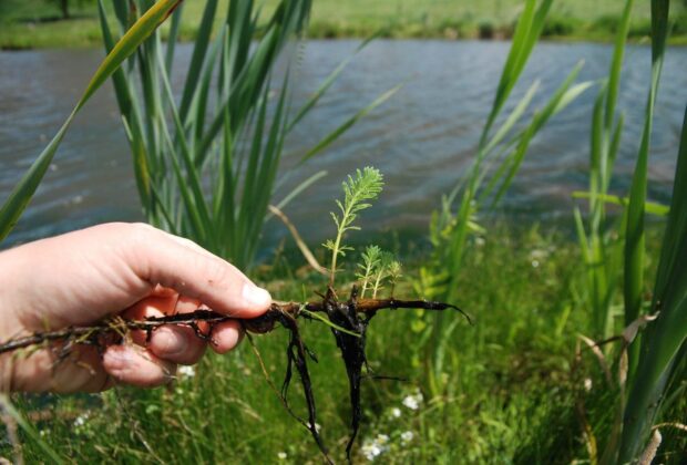 Une action décisive permet d’éliminer une plante aquatique envahissante, la plume de perroquet, dans l’est de l’Ontario