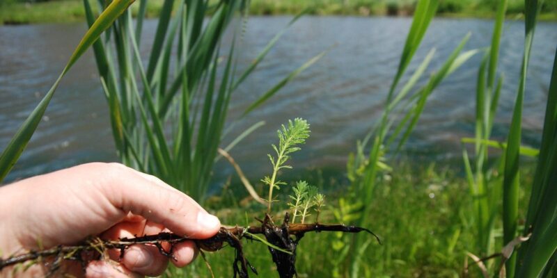 Une action décisive permet d’éliminer une plante aquatique envahissante, la plume de perroquet, dans l’est de l’Ontario