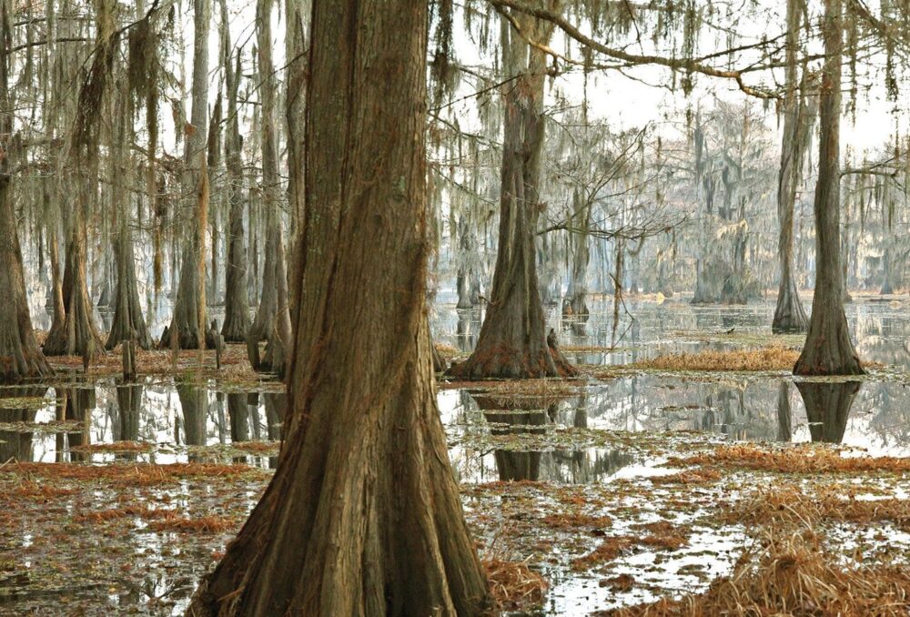 D’une envoûtante majesté, les milieux humides boisés des bas-fonds comme celui-ci, dans la vallée alluviale du Mississippi, offrent gîte et couvert au canard branchu et au canard colvert, en plus d’assurer une multitude de fonctions écologiques essentielles pour les humains, dont les loisirs et la maîtrise des inondations.