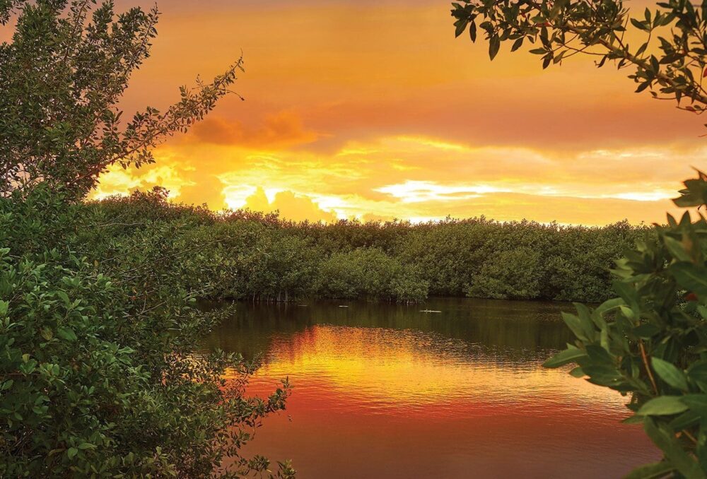 Jusqu’à 20 % de la sauvagine migratrice nord-américaine s’en remet aux marécages de la mangrove mexicaine et à d’autres habitats dans les mois d’hiver.