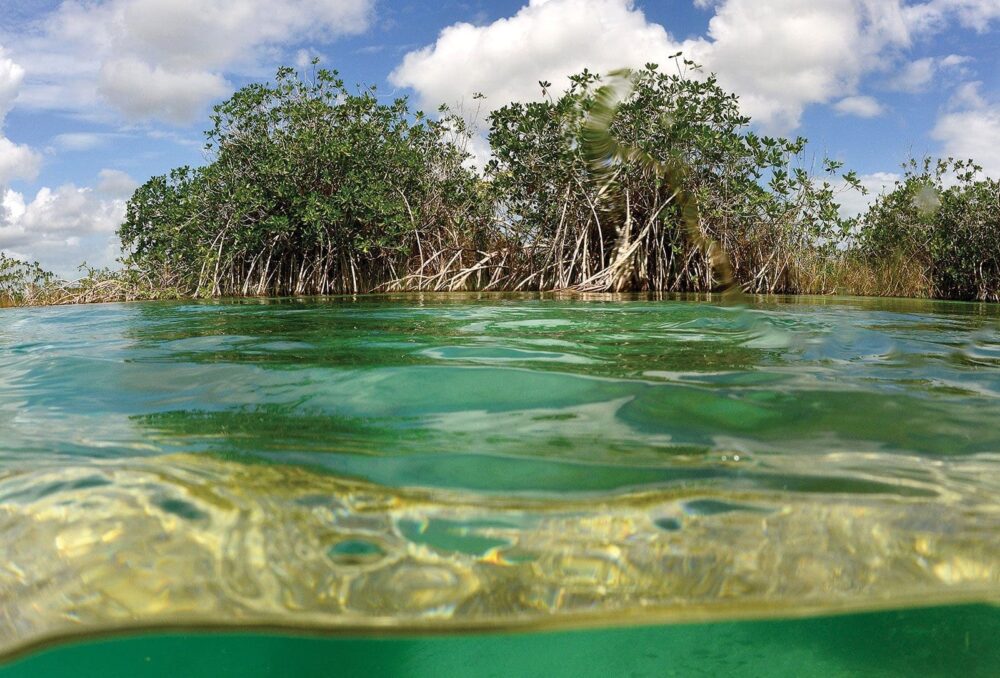 Les réseaux racinaires profonds et complexes des arbres et arbustes de la mangrove viennent arrimer les marécages riches de matières organiques qui permettent aux canards et aux autres espèces fauniques de se nourrir.