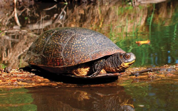 Les espèces en péril comme la tortue mouchetée font partie des représentants de la faune qui peuplent la région.