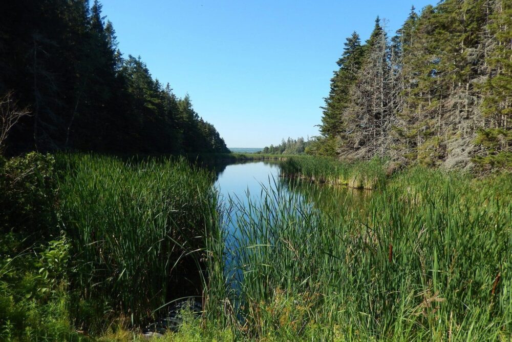 CIC sera responsable de la mise à niveau des digues et des structures du contrôle des eaux et gérera conjointement les milieux humides afin d’assurer un habitat de qualité aux oiseaux migrateurs, notamment la sauvagine, aux espèces en péril et aux autres espèces sauvages dans le RNF de Chignecto (N.-É.). 