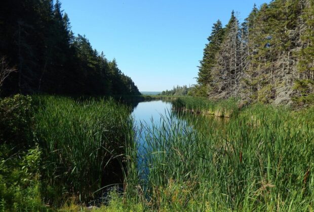 Le gouvernement du Canada et Canards Illimités Canada s’engagent à sauvegarder d’importants habitats dans quatre réserves nationales de faune