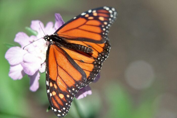 Le monarque, un précieux pollinisateur des prairies