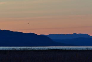 Les ornithologues relèvent le défi pour Canards Illimités