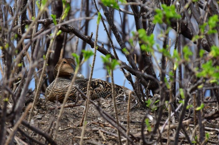 Une cane eider à duvet confortablement installée sur son nid à l'île aux Loups Marins