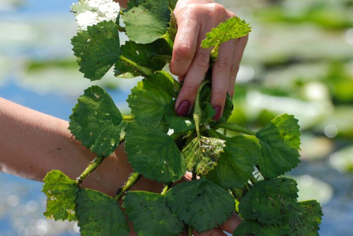 Feuilles de châtaigne d'eau européenne