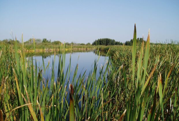 Le Programme de conservation du patrimoine naturel assure une nouvelle protection des milieux humides du Canada