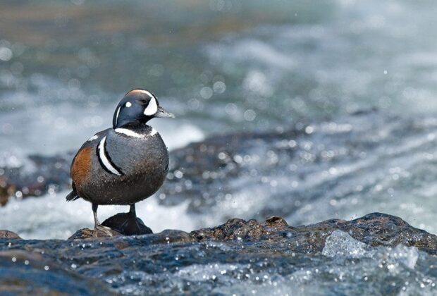 Les oiseaux du Canada nous préviennent de l’état de notre nature