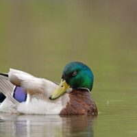 Canard colvert