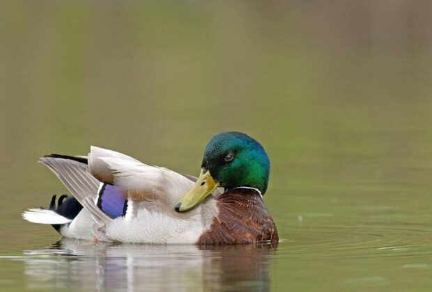 CANARDS ILLIMITÉS CANADA:  CONSERVATION VIGILANTE EST UN IMPERATIF POUR LA SURVIE DES POPULATIONS  D’OISEAUX AQUATIQUES