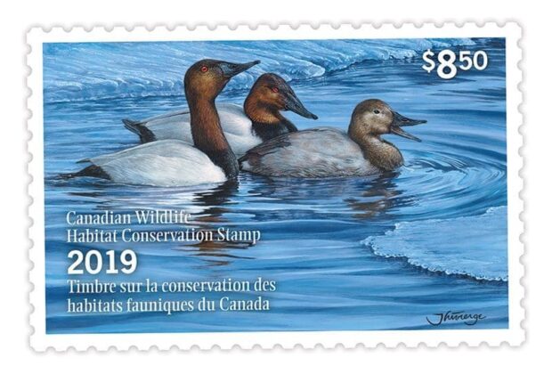La vente de timbres de canard du Canada aide à financer la conservation