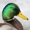 Image of Navigateur Canard