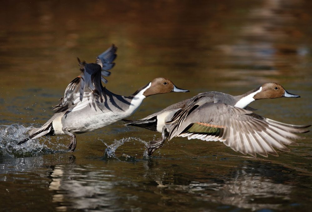 Image à double exposition d’un canard pilet mâle qui s’élance dans le ciel depuis un étang. Les canards doivent battre rapidement des ailes — à raison d’une dizaine de battements par seconde — pour porter leur corps relativement imposant. 