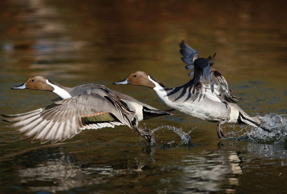 Image à double exposition d’un canard pilet mâle qui s’élance dans le ciel depuis un étang. Les canards doivent battre rapidement des ailes — à raison d’une dizaine de battements par seconde — pour porter leur corps relativement imposant. 