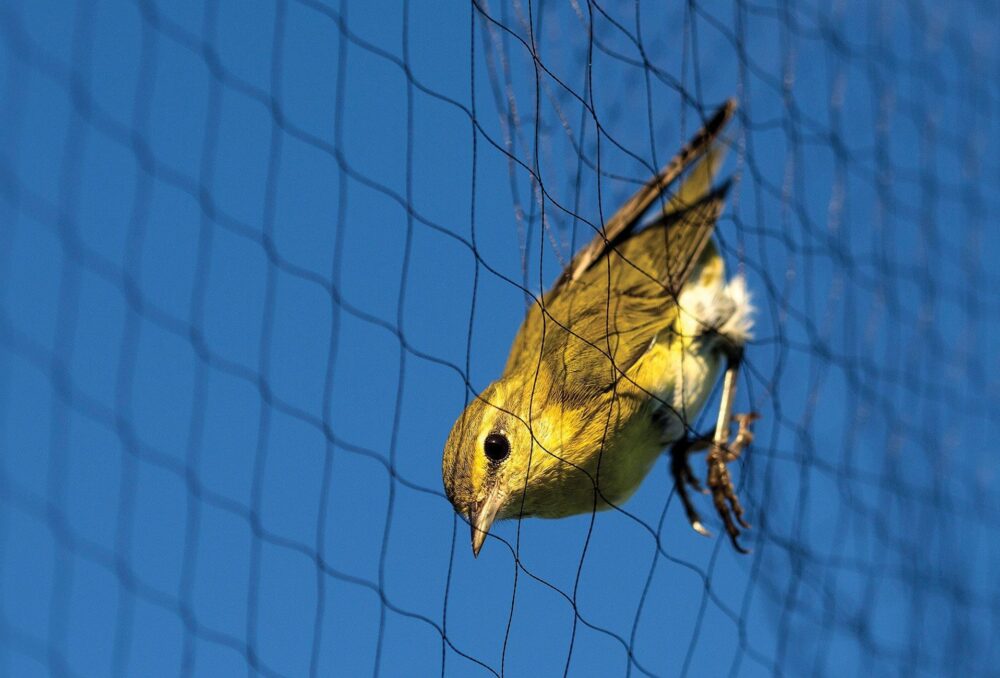 Éclairée par les premiers rayons de soleil du matin, cette paruline obscure a été captée pendant une séance de baguage des oiseaux chanteurs en septembre.