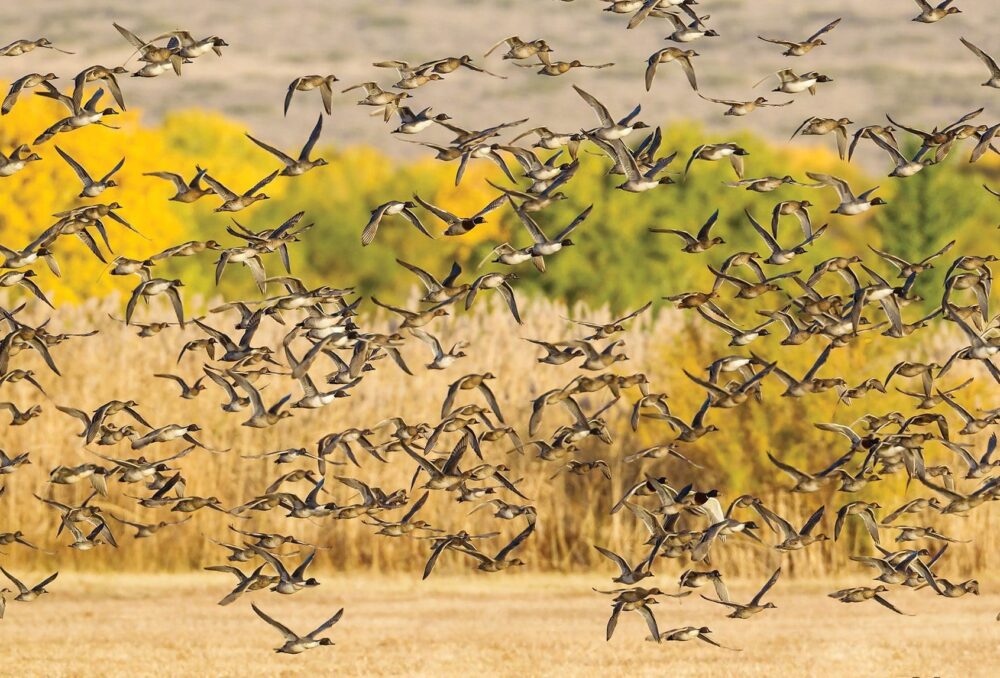 Canards pilets en vol