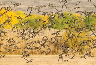 Le secret le mieux gardé du continent dans le succès de la conservation de l’habitat
