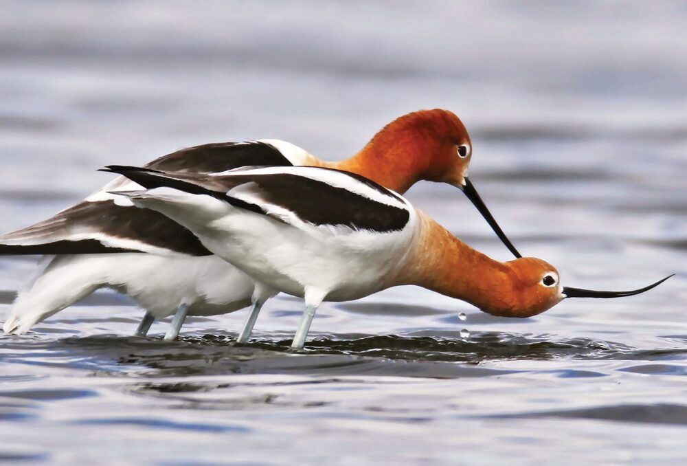 L’avocette d’Amérique