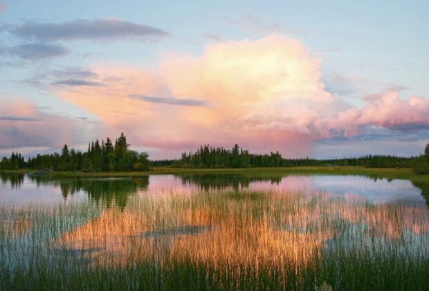 Découvrez les milieux humides du Yukon et des Territoires du Nord-Ouest