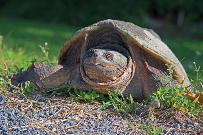 Tortue hargneuse.