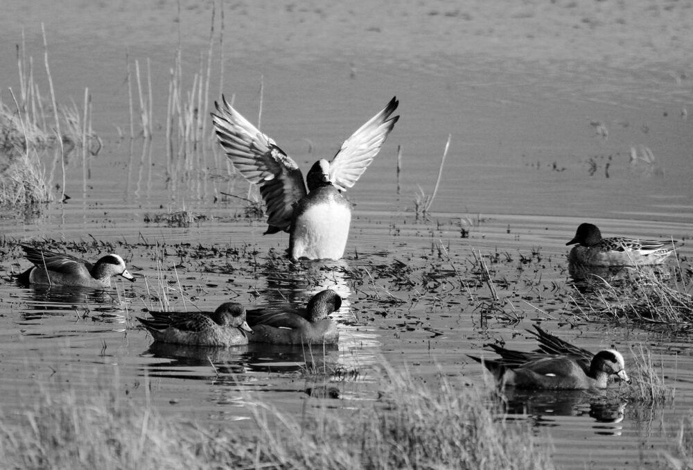  A flock of wigeons